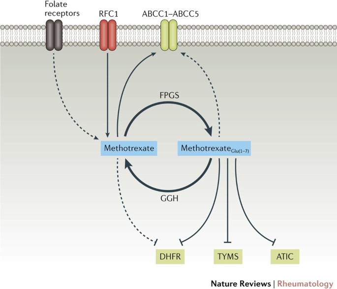 Mechanism of action of methotrexate in rheumatoid arthritis, and the search  for biomarkers | Nature Reviews Rheumatology