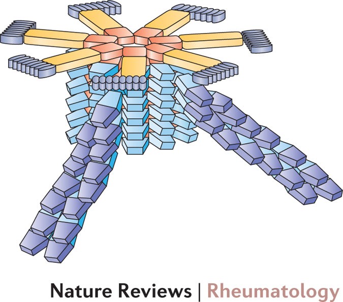 Kawasaki disease is IL-1β-mediated | Nature Reviews Rheumatology