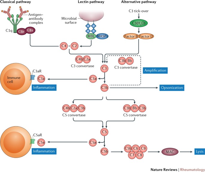 what is the order of pathways binding of isaav what is the order of pathways binding of isaav