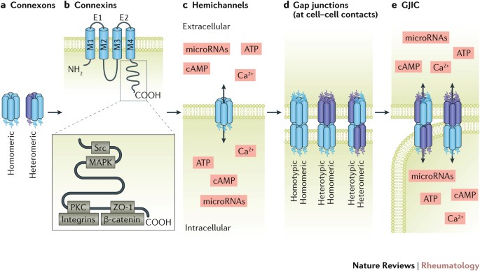 Joint diseases: from connexins to gap junctions | Nature Reviews  Rheumatology