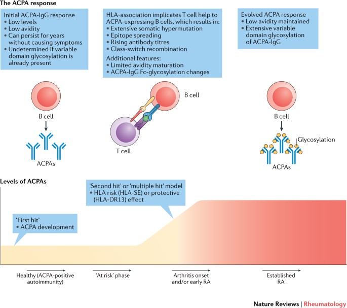 The B Cell Response To Citrullinated Antigens In The Development Of Rheumatoid Arthritis Nature Reviews Rheumatology