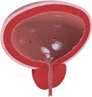 Advances in bladder tissue engineering