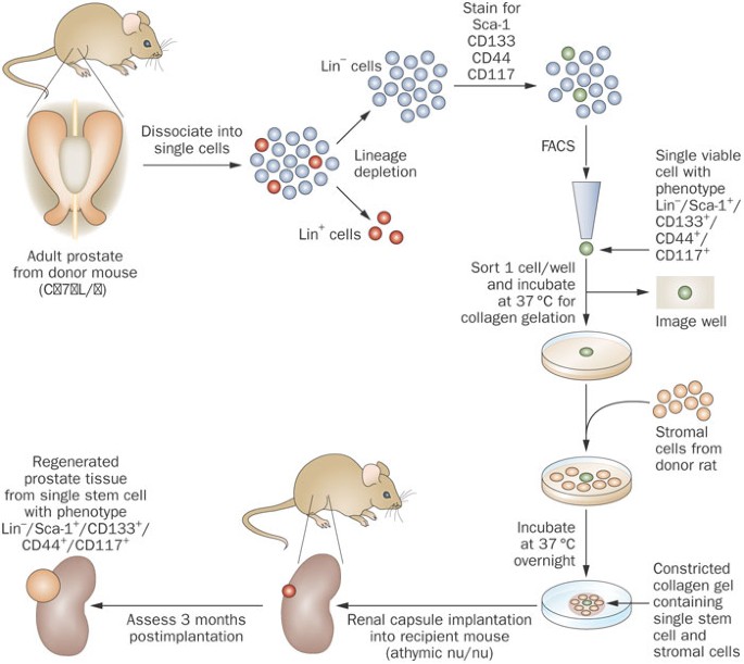 Regeneration of interest in the prostate | Nature Reviews Urology