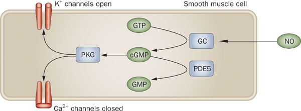 An update on new oral pde5 inhibitors for the treatment of erectile dysfunction