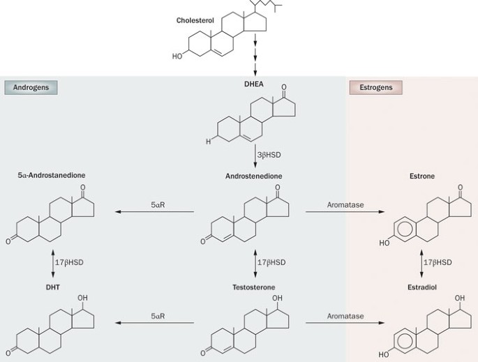 Estrogen and androgen signaling in the pathogenesis of BPH | Nature Reviews  Urology