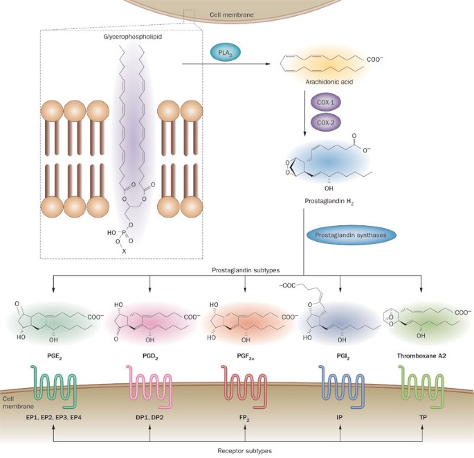 The role of prostanoids in urinary bladder physiology