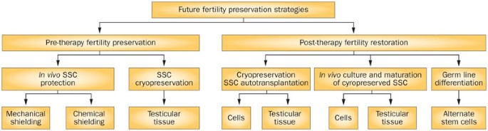 Fertility preservation strategies for male patients with cancer