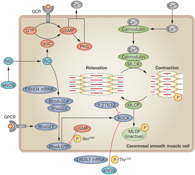 Understanding and targeting the Rho kinase pathway in erectile dysfunction  | Nature Reviews Urology