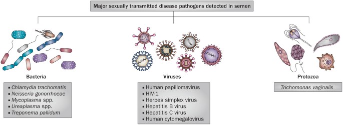 Male infertility: a public health issue caused by sexually transmitted pathogens | Nature Reviews Urology Male infertility: a public health issue caused by sexually transmitted pathogens | Nature Reviews Urology
