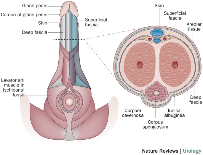 complex de penis