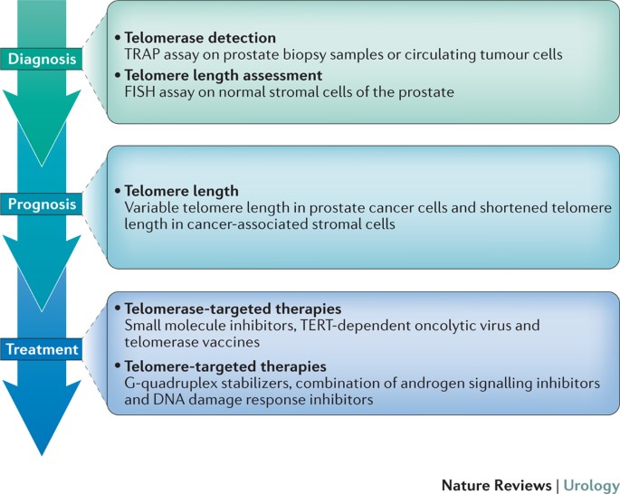 Telomeres and telomerase in prostate cancer development and therapy |  Nature Reviews Urology