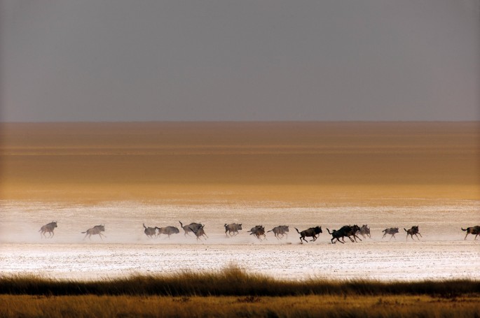 Stampede, latitude and fernand labrie's legacy