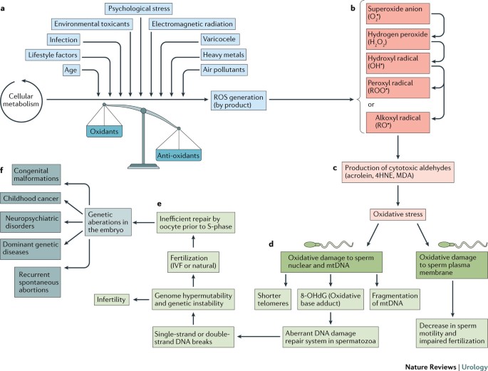 Oxidative stress and male infertility