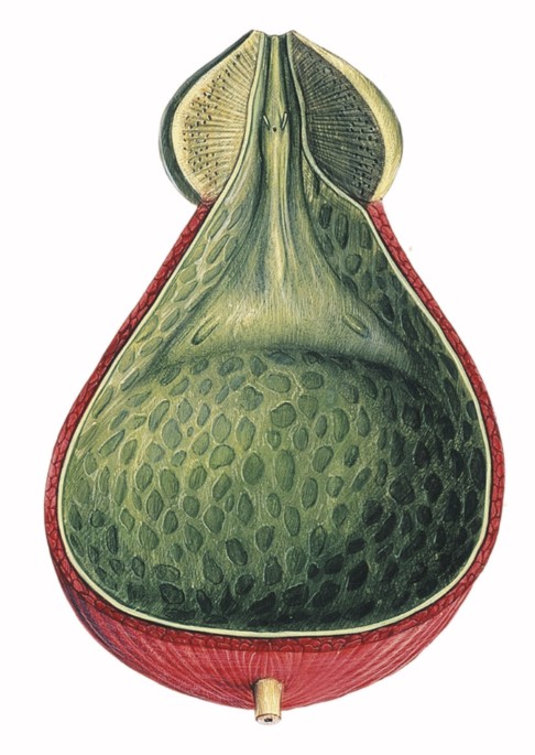 Microbiome — the 'unforeseen organ'