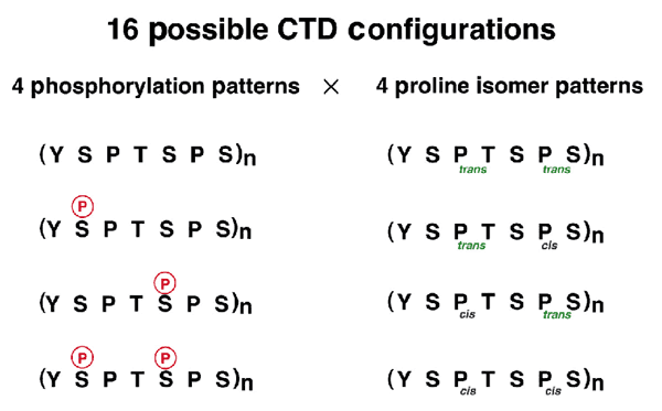 The Ctd Code Nature Structural Molecular Biology The Ctd Code Nature Structural Molecular Biology