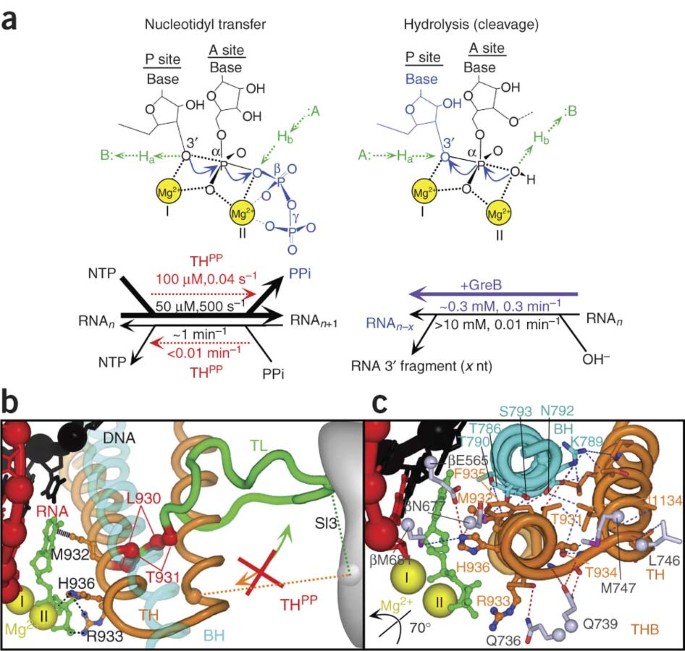 Role of the RNA polymerase trigger loop in catalysis and pausing | Nature  Structural & Molecular Biology