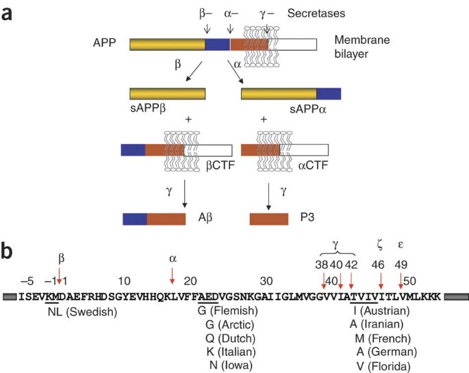 An App Inhibitory Domain Containing The Flemish Mutation Residue Modulates G Secretase Activity For Ab Production Nature Structural Molecular Biology