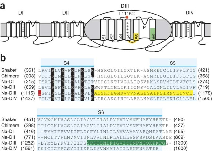 Molecular determinants of coupling between the domain iii voltage sensor and pore of a sodium channel