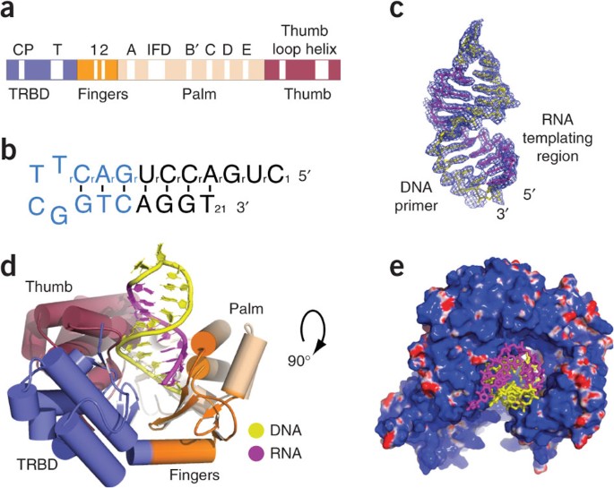 Structural basis for telomerase catalytic subunit tert binding to rna template and telomeric dna