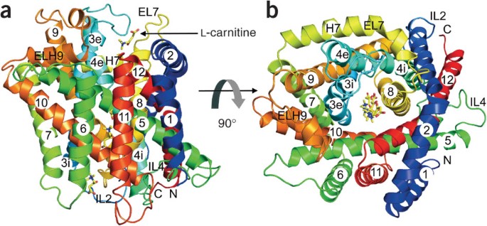 Crystal structure of the carnitine transporter and insights into the  antiport mechanism