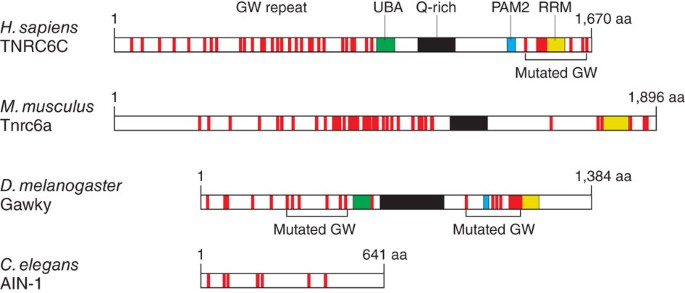 New insights in the mechanism of microrna-mediated target repression