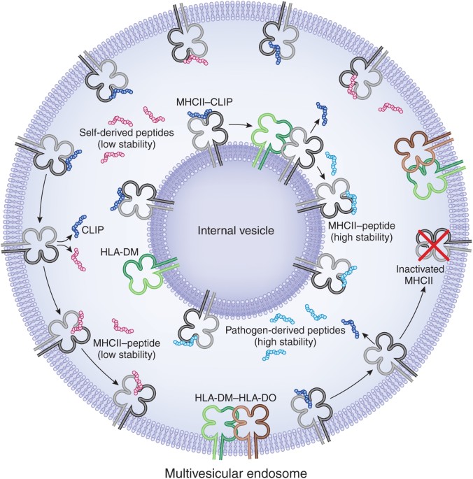 Sibling rivalry: competition between mhc class ii family members inhibits immunity