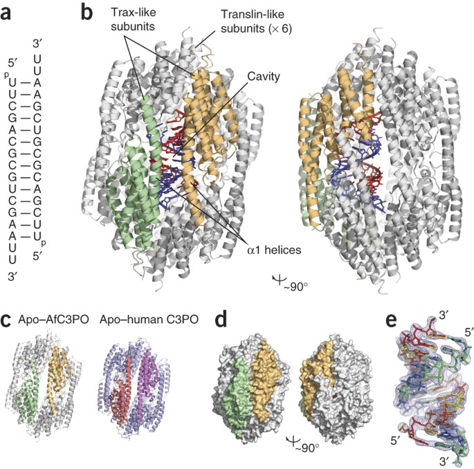 Structural basis for duplex rna recognition and cleavage by archaeoglobus fulgidus c3po