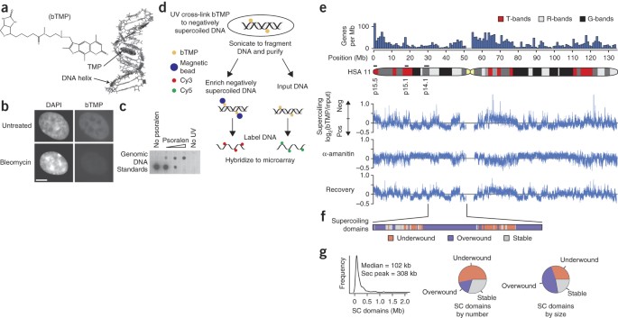 Transcription Forms And Remodels Supercoiling Domains Unfolding Large Scale Chromatin Structures Nature Structural Molecular Biology