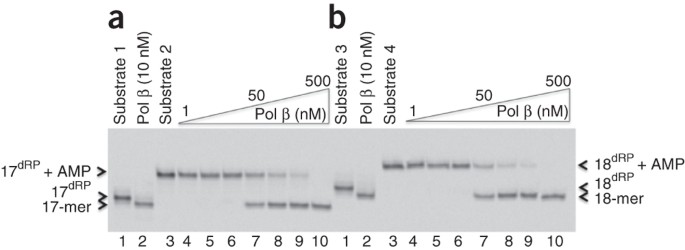 Role Of Polymerase B In Complementing Aprataxin Deficiency During Abasic Site Base Excision Repair Nature Structural Molecular Biology