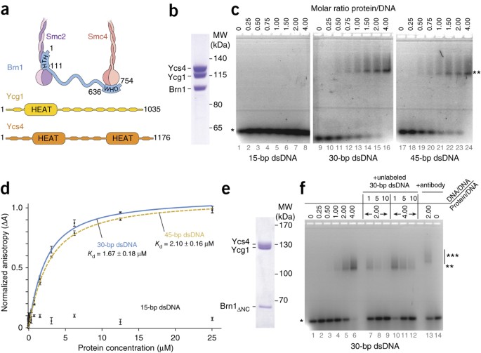 A novel independent heat extraction-release double helix energy