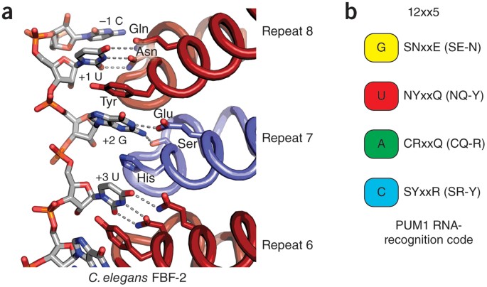 Expanding the rna-recognition code of puf proteins