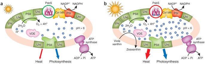 Psbs Is The Plants' Pick For Sun Protection | Nature Structural & Molecular  Biology