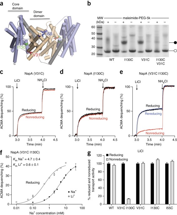 Crystal Structures Reveal The Molecular Basis Of Ion Translocation In Sodium Proton Antiporters Nature Structural Molecular Biology Crystal Structures Reveal The Molecular Basis Of Ion Translocation In Sodium Proton Antiporters Nature Structural Molecular Biology