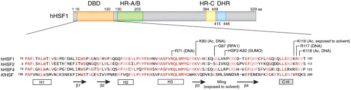 Molecular Basis Of Hsf Regulation Nature Structural Molecular Biology
