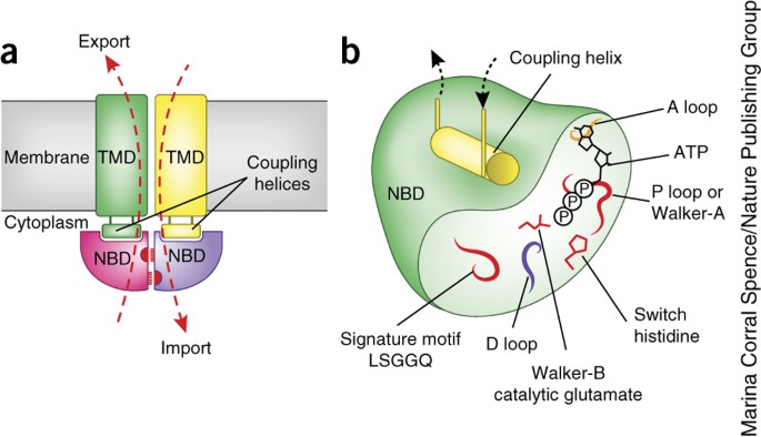 Mechanistic diversity in ATP-binding cassette (ABC) transporters | Nature  Structural & Molecular Biology
