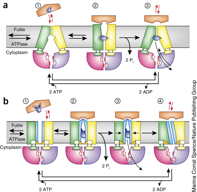 Mechanistic diversity in ATP-binding cassette (ABC) transporters | Nature  Structural & Molecular Biology