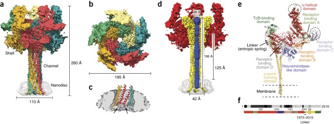 Membrane insertion of a tc toxin in near-atomic detail
