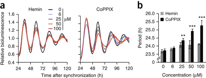 Reciprocal regulation of carbon monoxide metabolism and the circadian clock