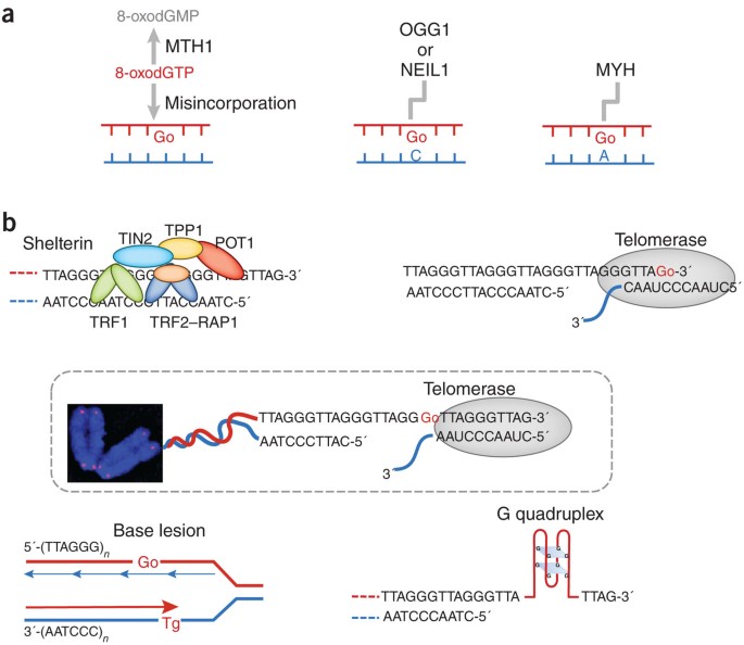The origin of oxidized guanine resolves the puzzle of oxidation-induced telomere-length alterations