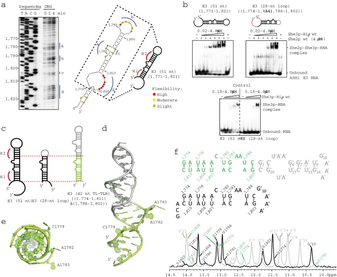 Molecular architecture and dynamics of ash1 mrna recognition by its mrna-transport complex