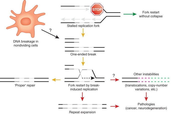 Break Induced Replication An Unhealthy Choice For Stress Relief Nature Structural Molecular Biology Break Induced Replication An Unhealthy Choice For Stress Relief Nature Structural Molecular Biology