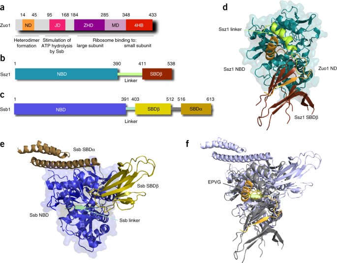 Two Chaperones Locked In An Embrace Structure And Function Of The Ribosome Associated Complex Rac Nature Structural Molecular Biology