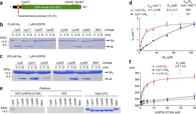 Structural Basis For Specific Cleavage Of Lys6 Linked Polyubiquitin Chains By Usp30 Nature Structural Molecular Biology Structural Basis For Specific Cleavage Of Lys6 Linked Polyubiquitin Chains By Usp30 Nature Structural Molecular Biology