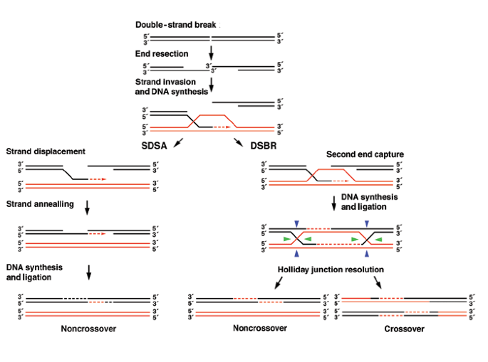 Mediating Repair Nature Structural Molecular Biology