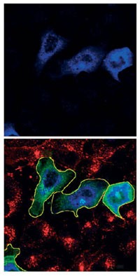 Research Highlights | Nature Structural & Molecular Biology