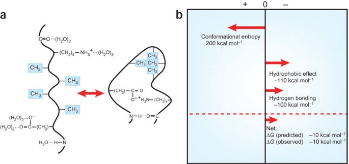 energetics of protein hydrogen bonds nature structural what is hydrogen bonding