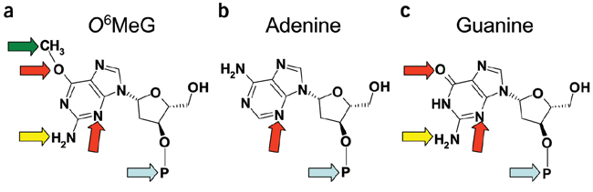 Reversing dna damage with a directional bias