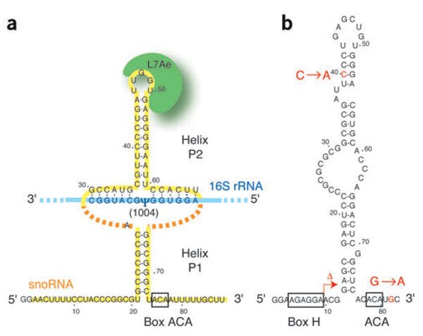 The Cbf5 Nop10 Complex Is A Molecular Bracket That Organizes Box H Aca Rnps Nature Structural Molecular Biology