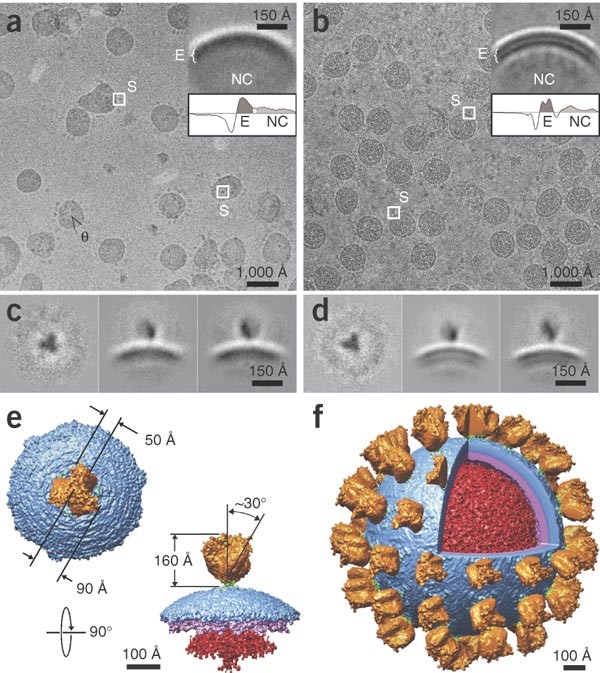 Architecture Of The Sars Coronavirus Prefusion Spike Nature Structural Molecular Biology