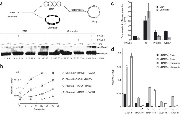 RAD51AP1 regulates ALT-HDR through chromatin-directed homeostasis of TERRA  - ScienceDirect